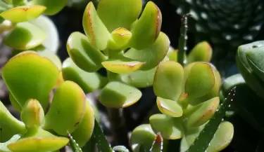 planta (2)