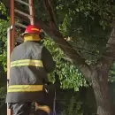 (Video) Importante despliegue para rescatar un gato atrapado en un �rbol en Capital