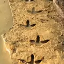 Encontraron huellas de un "ave del terror" en Río Negro