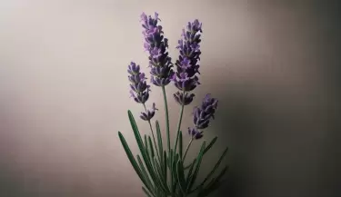 lavanda 2
