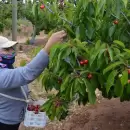 Mendoza puso en marcha la temporada de cosecha de cerezas