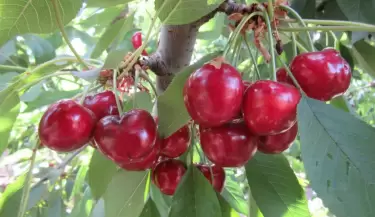 CEREZAS
