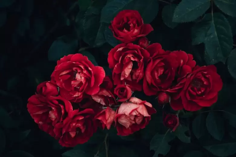 Rosas