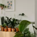 Las mejores plantas arom�ticas para tu hogar: cu�les son y sus propiedades