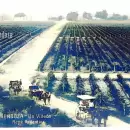 Postales de antaño: Así veía el mundo los inicios de la industria vitivinícola local