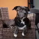 C�mo evitar que tu perro te odie: consejos para mejorar la relaci�n con tu mascota