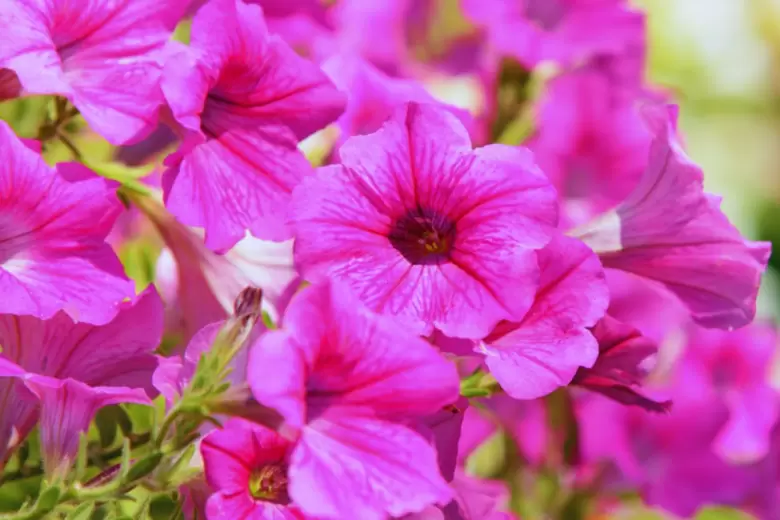 Petunias