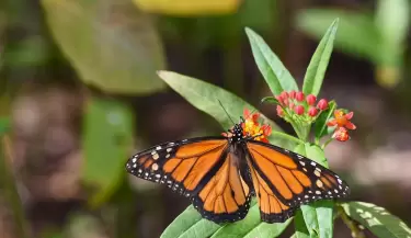 mariposa 1