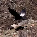 Majestuosa visita en el camino a Chile: un c�ndor se roba todas las miradas