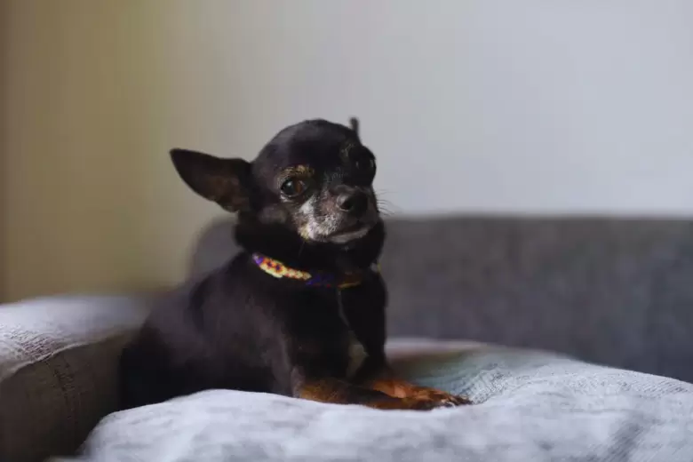 Chihuahuas, un can desobediente