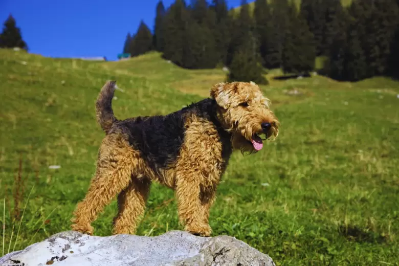 Welsh Terrier, un perro desobediente