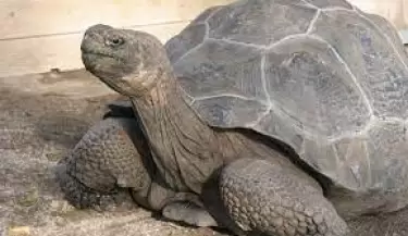 tortuga-galápagos
