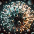 El virus Nipah y su regreso: c�mo se contagia y por qu� preocupa