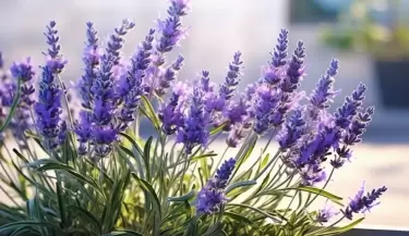 lavanda