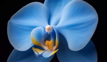 plantas azules