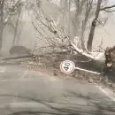 (Videos) El Zonda y la ca�da de �rboles complican la circulaci�n en algunas zonas de Mendoza