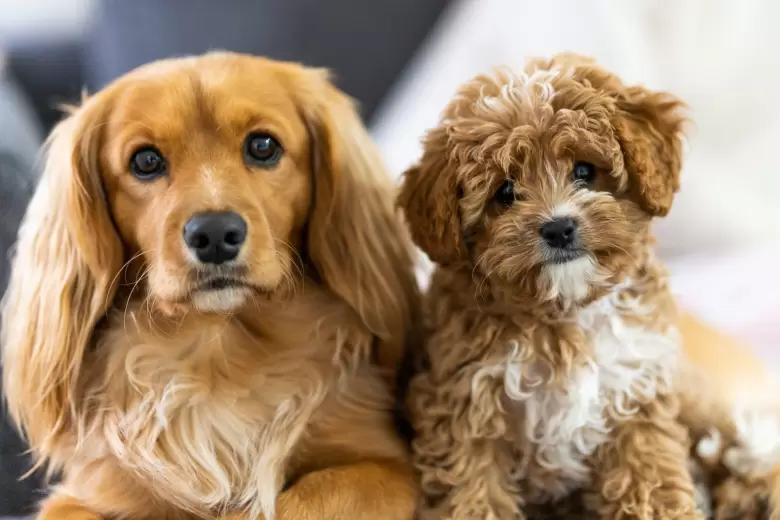 Perros