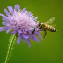 El truco perfecto para atraer insectos beneficiosos para tu jardín