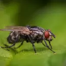 El truco definitivo para sacar de nuestras casas a las moscas de manera natural