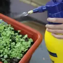 El método natural y definitivo para eliminar a los pulgones de tu jardín