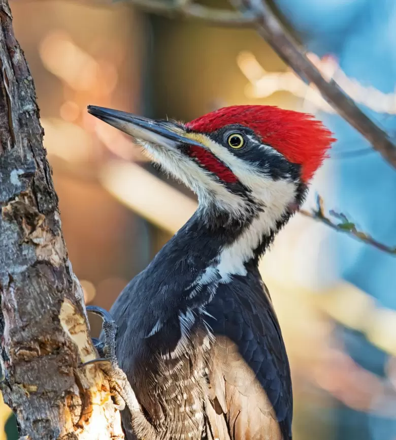 bill-pennell-z3f0jjc8ars-unsplash