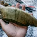Hallaron restos fsiles de un animal que habit hace 12.000 aos en Mar del Plata