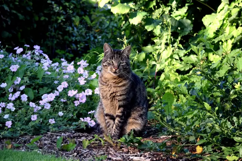 gato jardin