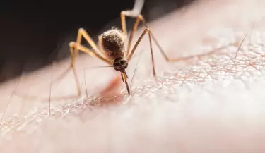 Recomendaciones ante el aumento de mosquitos