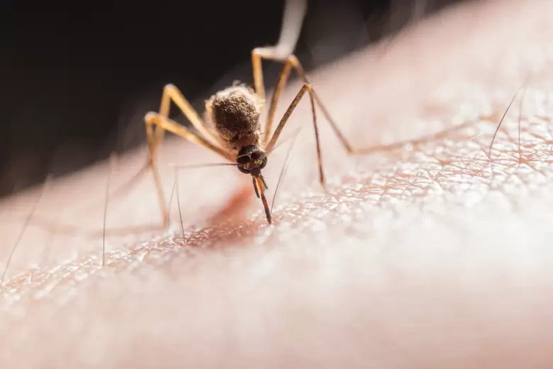 Recomendaciones ante el aumento de mosquitos