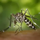 Estos son los mejores consejos para evitar las picaduras de mosquitos y prevenir enfermedades