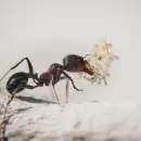 El truco ms inslito y efectivo para sacar a las hormigas del jardn