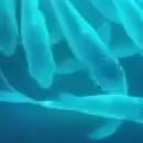 Peces brillantes: genes de medusa al ADN del pez carpa