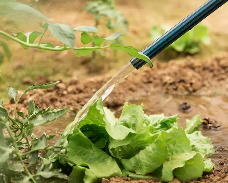 Trucos con agua oxigenada (para cuidar tus plantas, limpiar y mucho más)