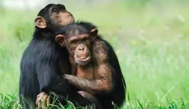 primates