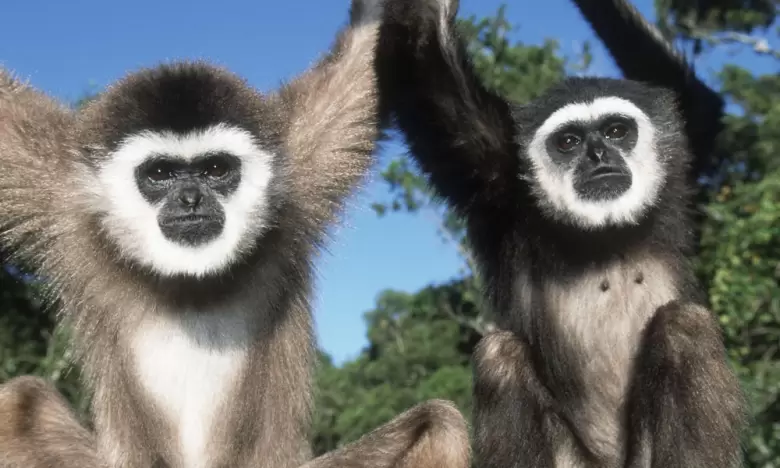 primates2