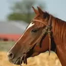 El arte milenario del Sumi-e llegar� a Chacras de Coria con un taller sobre la figura del caballo
