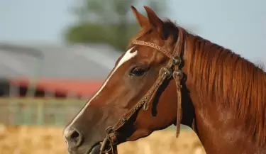 Caballo