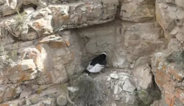 PICHON CONDOR ANDINO