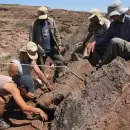 Descubrieron un nuevo dinosaurio cuello largo en Neuquén