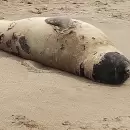 Un visitante inesperado apareci en las playas de Mar del Plata