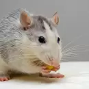 Descubre el truco casero natural para ahuyentar las ratas y ratones de tu jardn