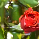 Cómo sacar las plagas de los rosales de tu jardín