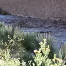 El renacer de un río: El día que Potrerillos abrió sus venas al desierto mendocino