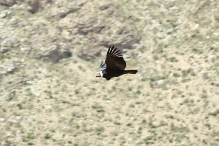 condor 4