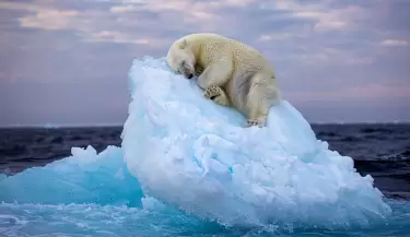 oso polar