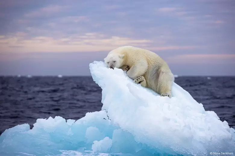 polar-bear-photography-expedition