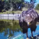 (Video) Un halconcito colorado salvó su vida gracias a las “rampas de escape” de Energía y Ambiente