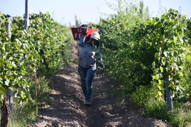 Vendimia Milagros - El viaje del agua hasta la magia del vino