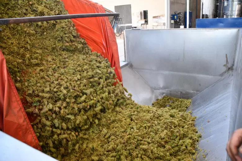 Vendimia Milagros - El viaje del agua hasta la magia del vino