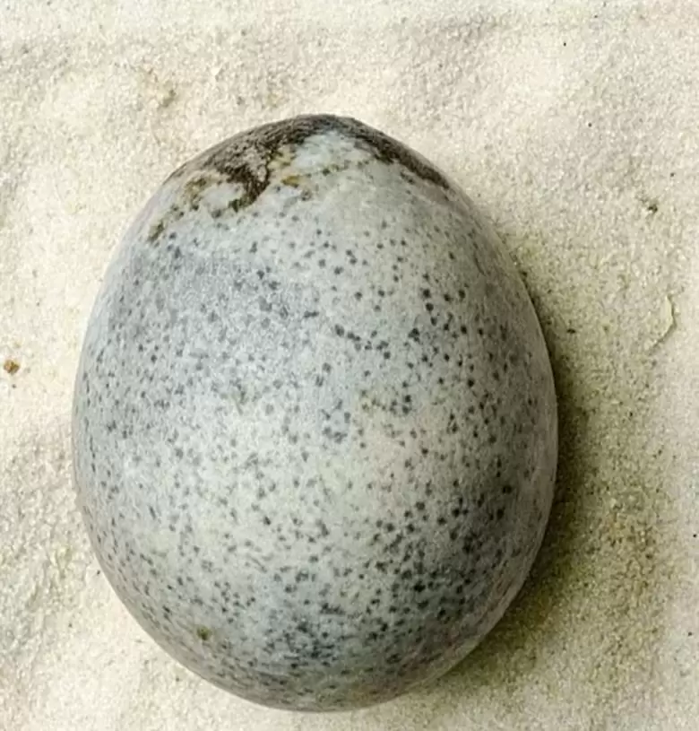 huevo grande